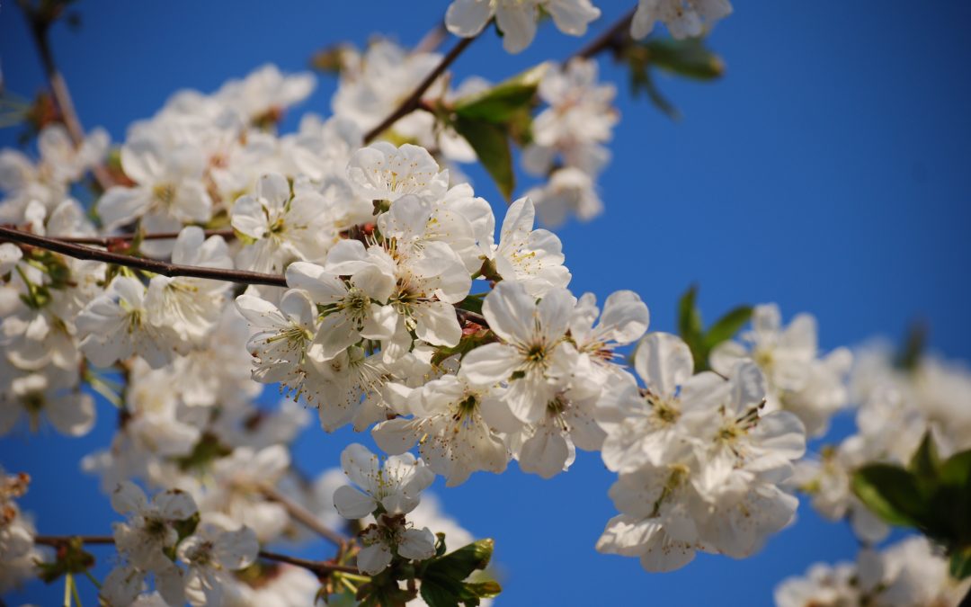 Spring Opportunity to Win Your IEC Ticket